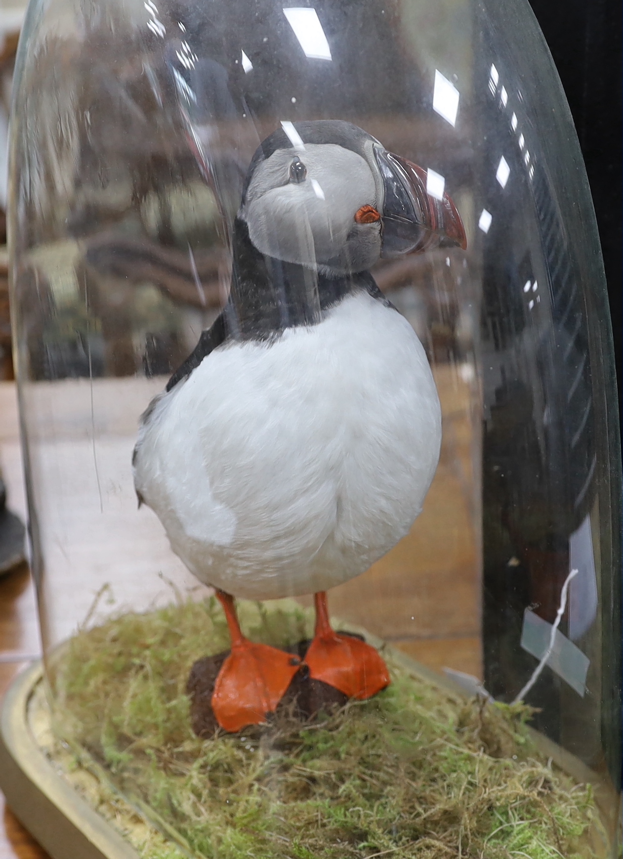 A taxidermy Atlantic puffin under glass dome, dome and base 41cm high